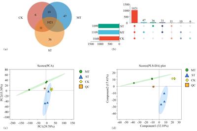 Metabolomic and metagenomic analyses elucidate the role of intercropping in mitigating continuous cropping challenges in tobacco